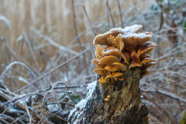 Cluster Velvet Shank Flammulina Velutipes Winter Orange Brown Caps Mushrooms — Stockfoto
