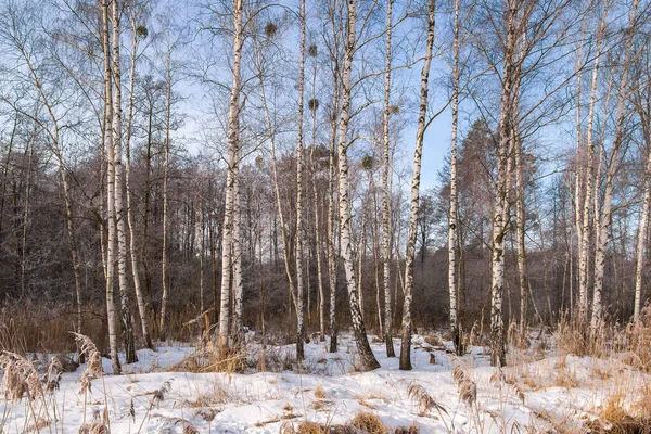 Scenic Winter Birch Forest Covered White Snow Blue Sky — 스톡 사진
