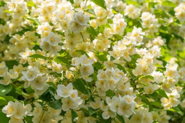 Full frame of blossoming white jasmine flowers with white petals