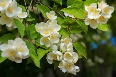 Close up of blooming jasmine flowers in a garden