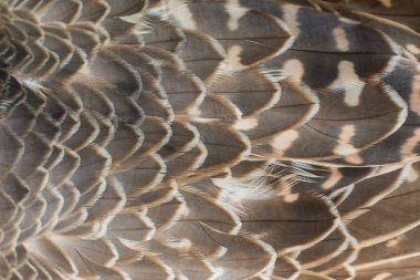 Peregrine falcon feathers texture. Raptor bird plumage pattern
