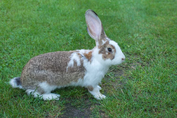 Domestic Bunny Rabbit Rural Grassy Garden Symbol Easter — Zdjęcie stockowe