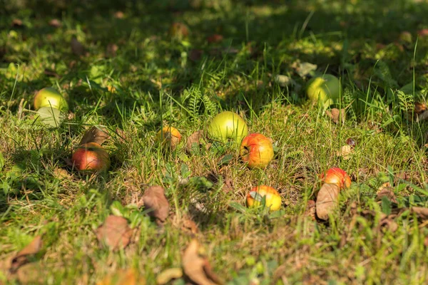 Reife Gefallene Apfelfrüchte Liegen Auf Dem Gras Unter Dem Apfelbaum — Stockfoto