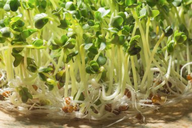 Tahta üzerinde taze turp kökleri. Sağlıklı gıda geçmişi.