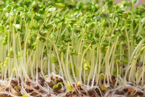 Primer Plano Los Brotes Maduros Brócoli Concepto Cultivo Casero Plantas —  Fotos de Stock