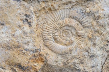Bir taşın içindeki tarih öncesi ammonit kabuğunun izi. Paleontolojik kanıtlar antik yaşamın varlığını korudu. Spiral fosil. Salyangoz benzeri kabuk.