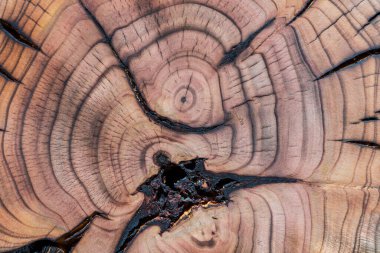 Kiraz ağacı gövdesinin çürümüş çekirdeği. Kurumuş ve yanmış ahşap kesit dokusu.