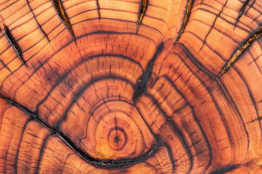 Yanmış ve verniklenmiş ahşap, açıkça görülebilen yıllık büyüme halkaları. Kiraz ağacı kütüğünün kesiti. Ağaç dilimi dokusu.