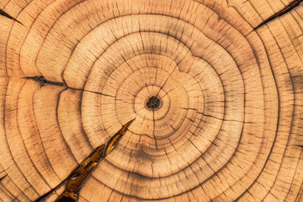 Lightly charred wood slice with clearly visible annual growth rings. Cross-section of a dried cherry tree stump. Natural wood texture.