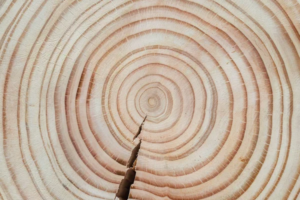 Douglas fir tree cross-section with crack and clearly visible annual growth rings arranged concentrically.