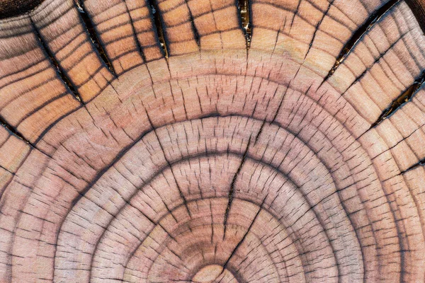 Inside section of a cherry tree stump with concentric growth rings and radial cracks detailed by fire flame.