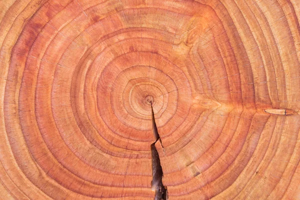 Oiled Douglas fir tree cross-section. Oiled wood slice. Tree cookie. Annual growth rings.