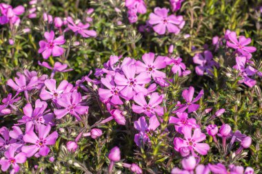 Mor renkli Phlox subulata bitkisinden yoğun bir halı. Alev çubuğu. Taş gibi çiçekler. Bahçede ilkbahar.