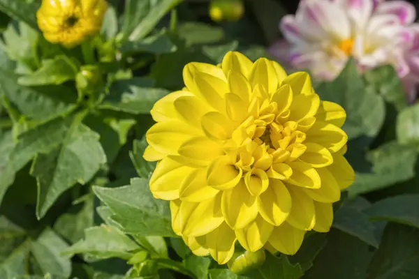 Close Yellow Dahlia Flower Head Sunny Spring Day —  Fotos de Stock