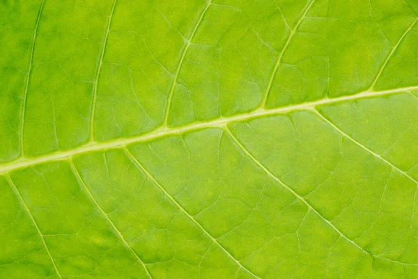 Tobacco Leaf Texture Leaf Veins Closeup Macro Shot — Stock Photo, Image