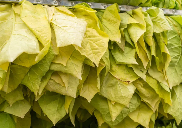 Tobacco leaves on needle hanger. Freshly harvested tobacco leaves ready to be dried