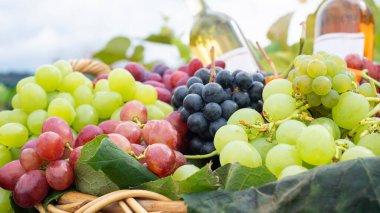 Taze toplanmış, geniş böğürtlenli şarap üzümleri ve hasır bir sepetin içinde şarap şişeleri.