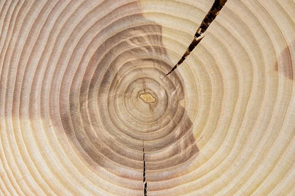 Cracked wood slice. Annual growth rings of an ash tree. Tree anatomy. Wood grain. Abstract background