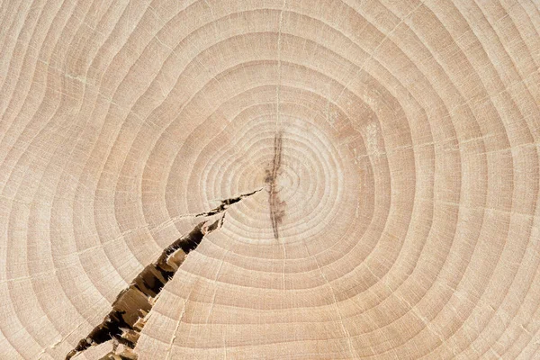 Cracked cross-section of a beech tree. Annual growth rings. Tree anatomy. Wood grain. Abstract background