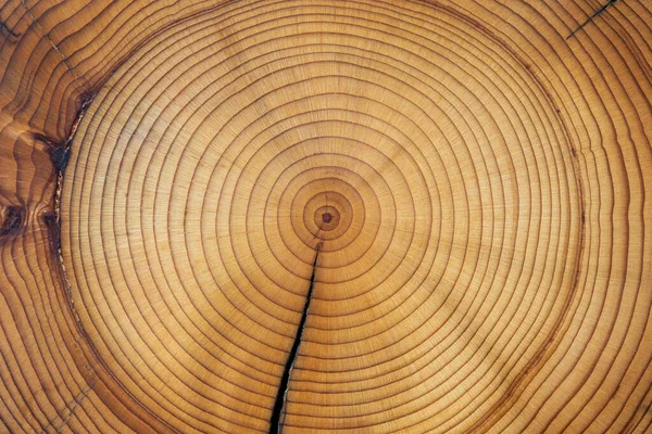 Cross-section of a cedar wood showing concentric growth rings and radial crack. Tree anatomy. Wood grain. Abstract background