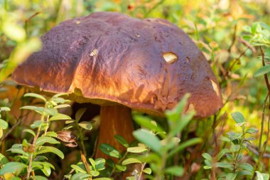 Olgun boletus edulis mantarı. Orman çalıları arasında büyük kahverengi kapaklı.