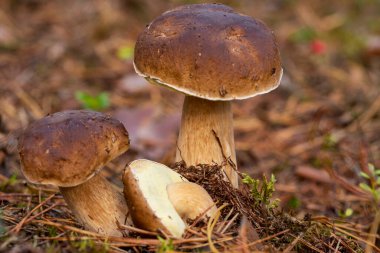 Üçlü boletus edulis mantarı ayrıca çörekler, porcino ve porcini olarak da bilinir.