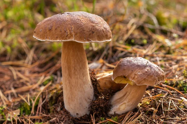 Zwei Steinpilze Frische Essbare Pilze Zwischen Kiefernnadeln — Stockfoto