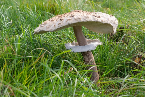 Cogumelo Chapéu Grande Macrolepiota Procera Crescendo Prado Gramado Fungo Comestível — Fotografia de Stock