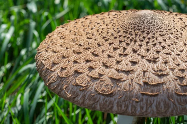 Große Schirmpilzkappe Macrolepiota Procera Mit Schuppiger Konsistenz Zwischen Grünen Grashalmen — Stockfoto