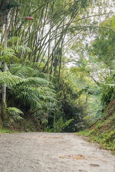 Vacker Stig Mitt Bambuskog Colombia Grusväg Mitt Colombianska Bergen Omgiven — Stockfoto