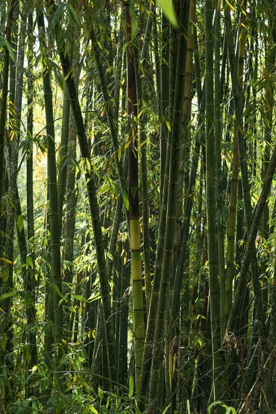 Bambuskog Bambusoideae Bambuseae Belägen Colombianska Bergen Kaffeområdet Reserv För Skötsel — Stockfoto