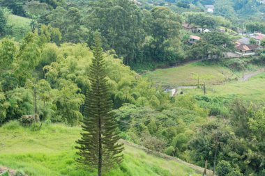 Pereira-Kolombiya şehri yakınlarındaki Kolombiya kahve bölgesinde güzel bir manzara. Güney Amerika 'nın kırsal kesimi. biyolojik çeşitlilik.