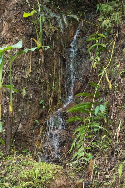 Liten Vattenkälla Djungelbergen Colombia Vatten Som Rinner Jordens Inre Rent — Stockfoto