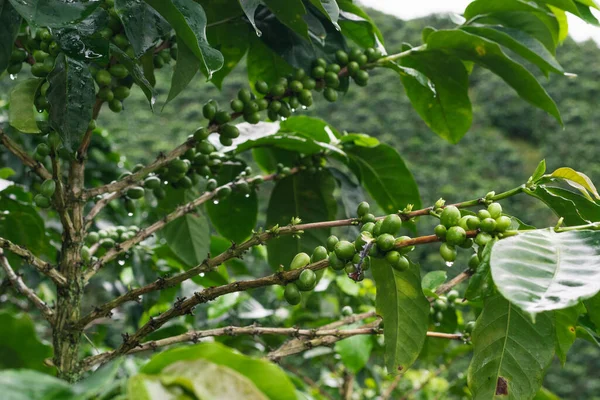 Arabica Kaffeträd Coffea Arabica Grenar Med Gröna Kaffefrukter Som Ligger — Stockfoto