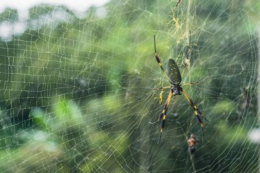 Nephila ailesinin altın ipek örümceği. Örgü örerek karakterize edilen altın sarısı örümcekleri en çok güneş ışığında görülür. Kolombiya kahve bölgesinde. 6 santimlik örümcek.