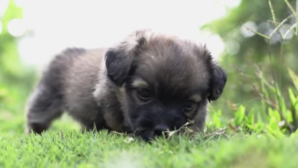 Beautiful Puppy Puppy Brown Color Standing Grass Sniffing Sniffing His — Stock Video