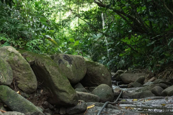Vacker Natur Grönt Colombianskt Landskap Mitt Djungeln Närbild Några Mycket — Stockfoto