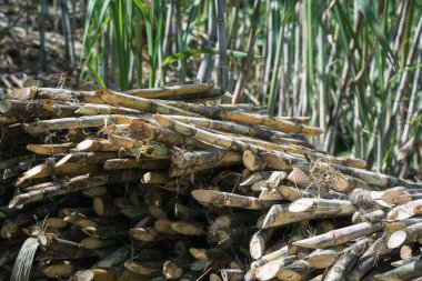 Katır tarafından panela ve şeker kamışı işleme ve üretimi için değirmene götürülmeye hazır taze kesilmiş şeker kamışı yığını. tarımsal kavram