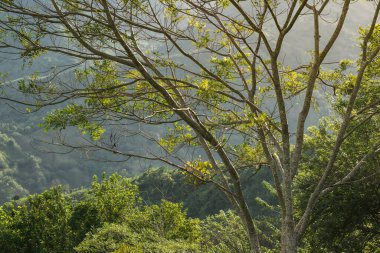 Zanthoxylum rhoifolium veya Tachuelo ağacı Kolombiya 'da Doncel olarak da bilinir. İnce dalları ve gövdesinde dikenleri olan ağaç, arka planda günbatımı olan bir dağın tepesinde büyüyor..
