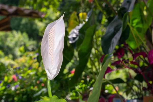 white flowering plant commonly known as cradle of moises. Spathiphyllum is a genus of flowering plants in the family Araceae. They are long-lived plants, usually found around streams and rivers.