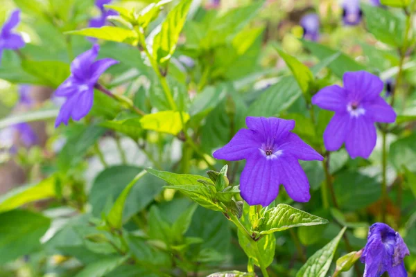 Сад Селян Browallia Speciosa Або Фіолетова Квітка Білим Центром Фанерогамні — стокове фото
