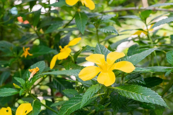 5-petaled yellow flower or Turnera ulmifolia, grows erect, with dark serrated leaves and small orange-yellow flowers, bloom around 6:00 am and fade around 11:30 am. The flower life is about 6 hours.