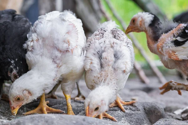 2つの白い農民の鶏のクローズアップは コロンビアの農民の農場で地面からプリンを食べる 肉の生産のために開発し 成長するガラス ガラス ドメスティック — ストック写真