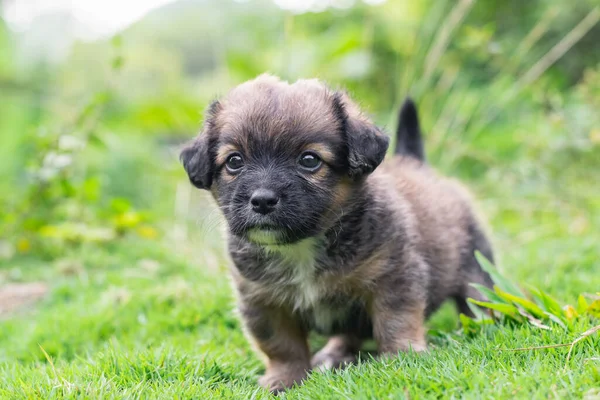 Beautiful mixed breed puppy puppy, standing on the grass looking straight ahead. brown and black dog surrounded by green nature. obese and very hairy puppy.