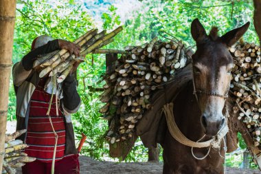 Katırını boşaltan katır şeker kamışı taşıyor. Şeker değirmenine değirmeni götüren çiftçi. tarım kavramı.