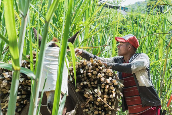 Colombian muleteer securing with a lasso the load of sugar cane on his mule, in the middle of a sugar cane field. brown latin man preparing the load of sugar cane for transport to the sugar mill.