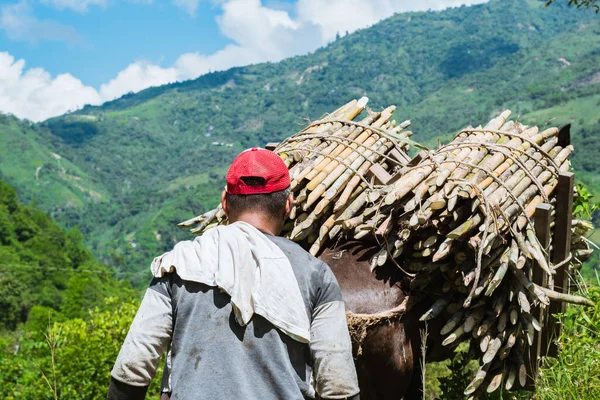close-up of the back of a colombian muleteer walking behind his mule loaded with sugar cane, along a mountain road leading to the sugar mill. region paisa in colombia