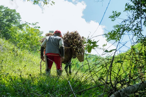 Muleteer Camponês Segue Sua Mula Que Carregada Com Cana Açúcar — Fotografia de Stock