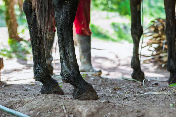 close-up of the legs of a mule standing on the dirt floor of a sugar mill in a rural area, while being unloaded by the mule driver in black boots and red trousers. concept of agriculture