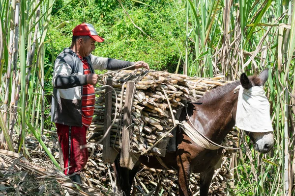 Kolumbianischer Maultierfahrer Der Eine Ladung Zuckerrohr Mit Einem Lasso Bindet — Stockfoto